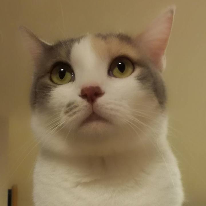 519f11dd cb31 4233 9051 77df6861d804 1533253644956