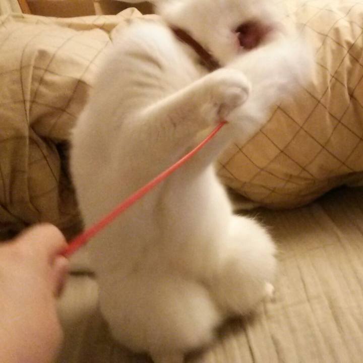 519f5f65 8a7f 4eb2 9b2c 0f4c2fb5f9a7 1511823228335