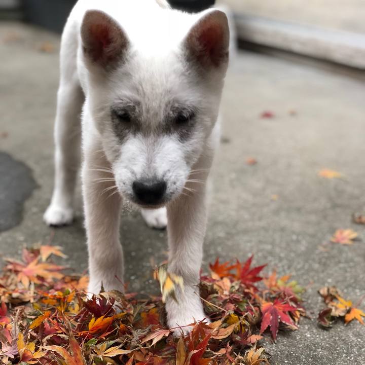 519f7037 b326 4f52 ae4d f27b54f90187 1512036547675