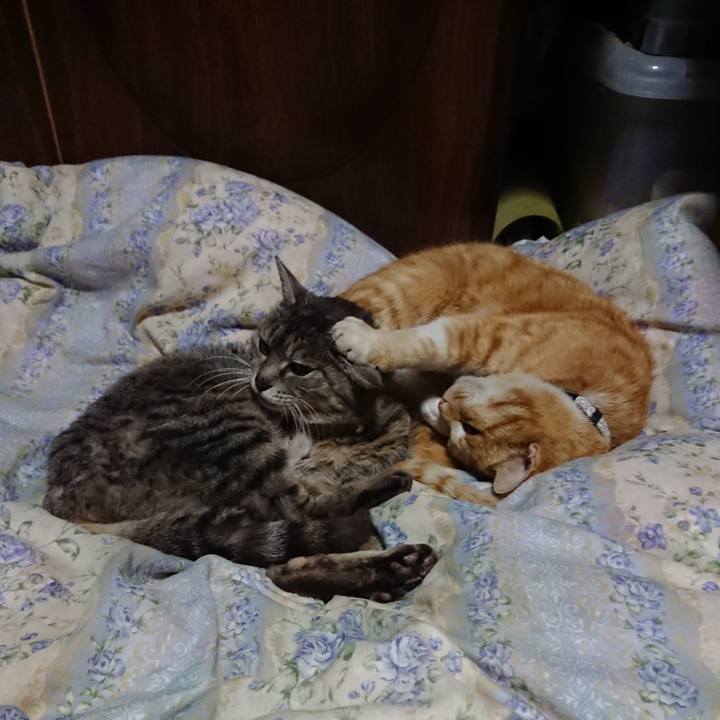 51a02ee2 22fb 43d5 88f8 81e01b531327 1587789508925