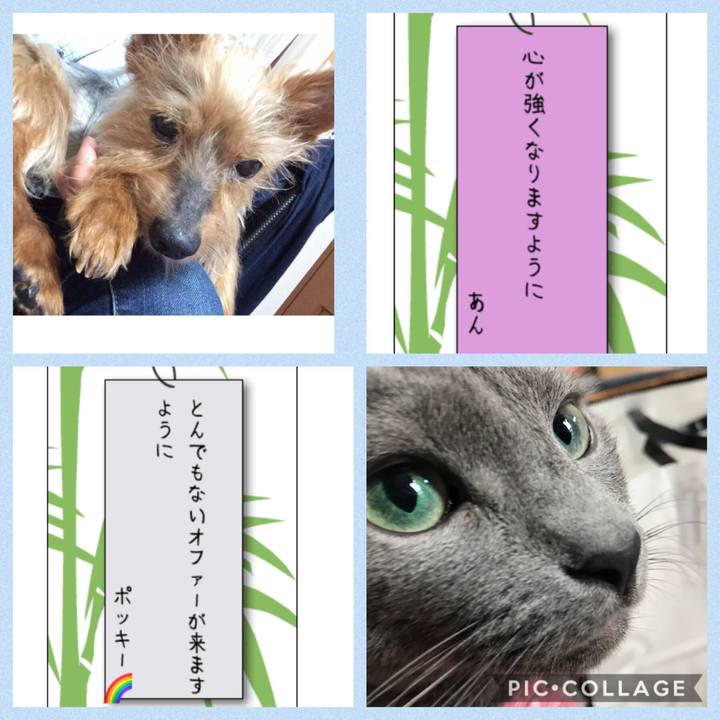 51a08009 264a 4d48 ae7b bfbcbd453b71 1562505454541