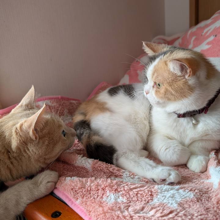 51a32e30 b968 4c92 909d 4def8a135c00 1759987543128