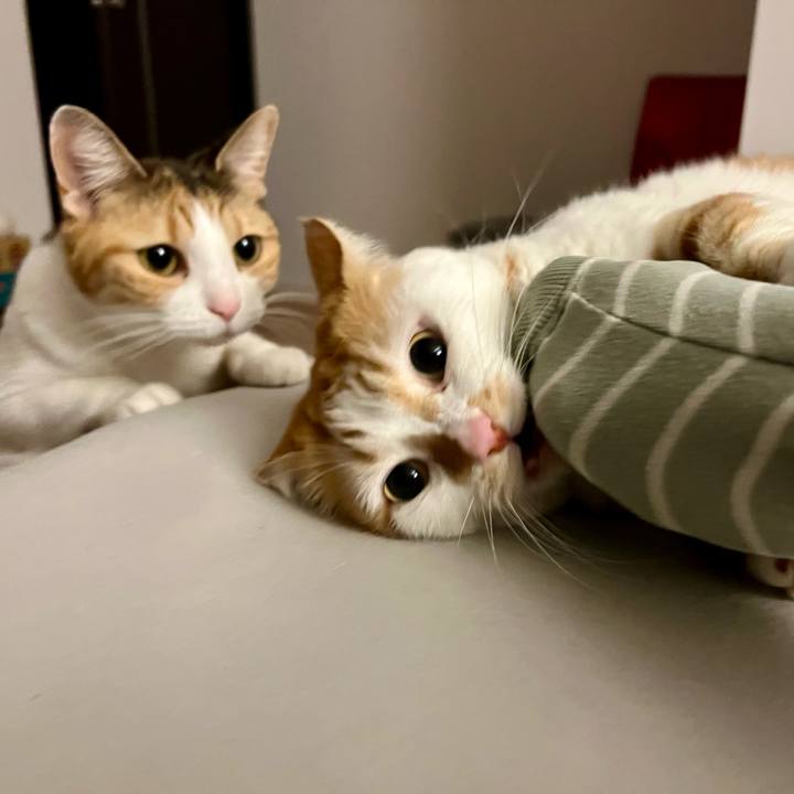 51a41a5b 5609 48ce 9bab a9db6bf64e19 1763869195658