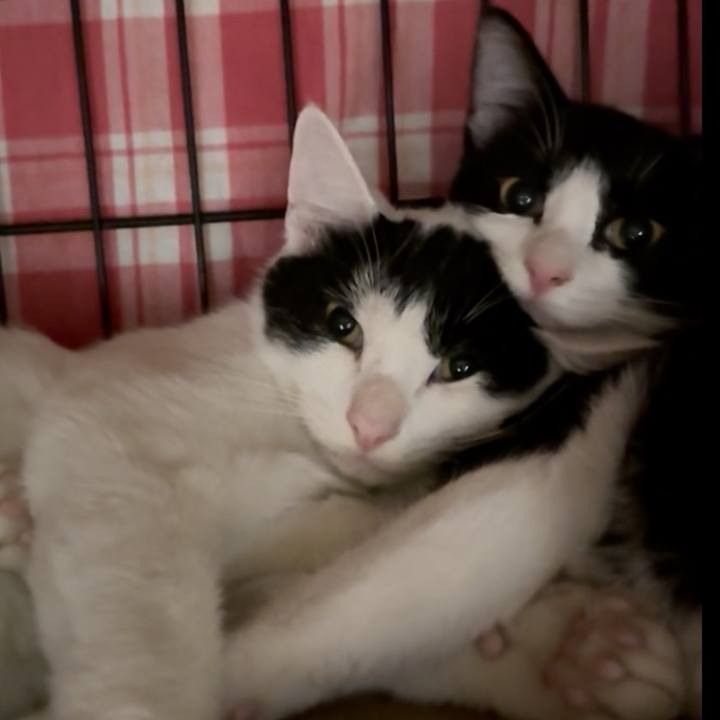 51a6020d 23c7 43da a2c7 6c64e3a3571b 1731929009561