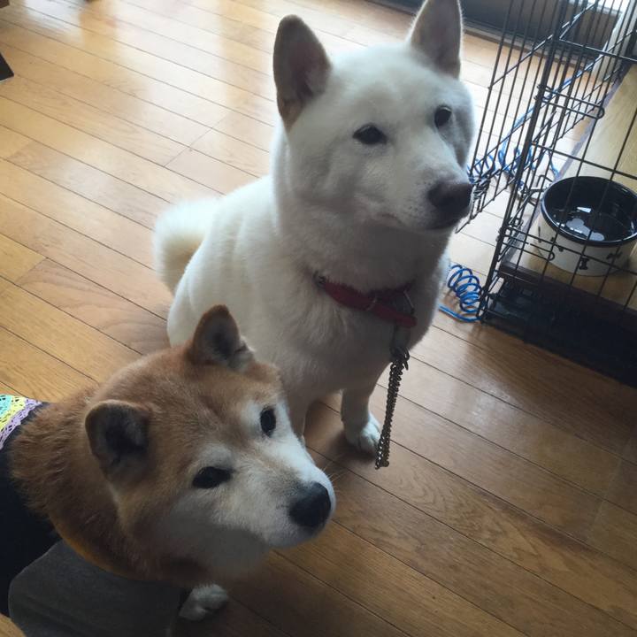 51a7378b 81a5 4432 bcf6 94cac81455c0 1534895090080