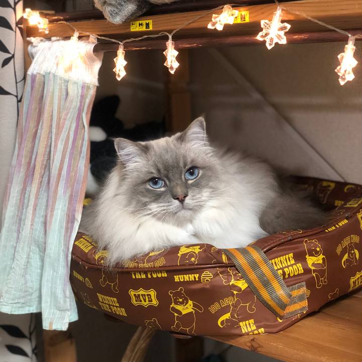 51a77868 9fdf 4afd 9490 313093e5bdbe 1547295025924