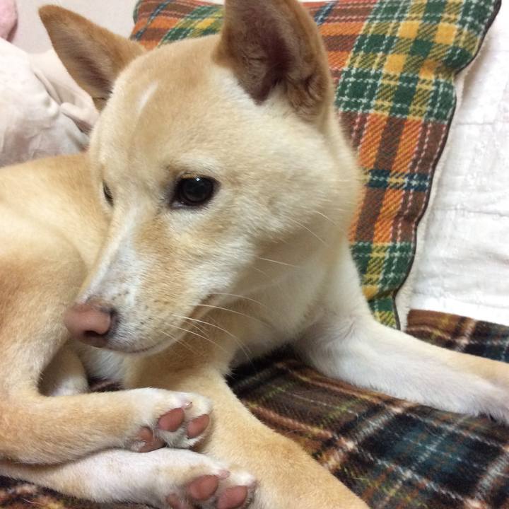 51a8433a 6782 4873 bc8a 4f3e0afc4d32 1511955732555