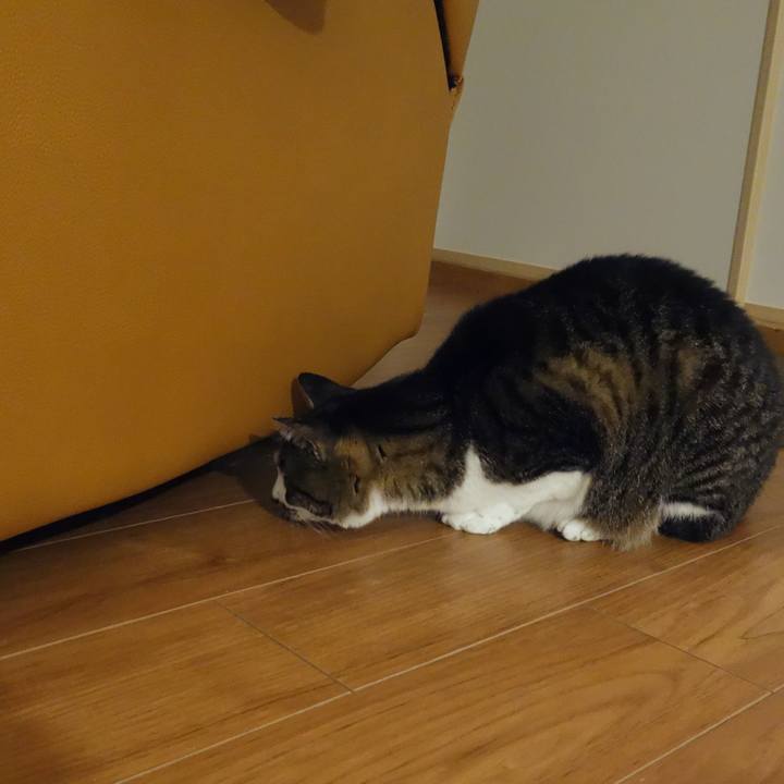 51a8b11f f63c 4466 88e6 0aa936bda317 1769597026039