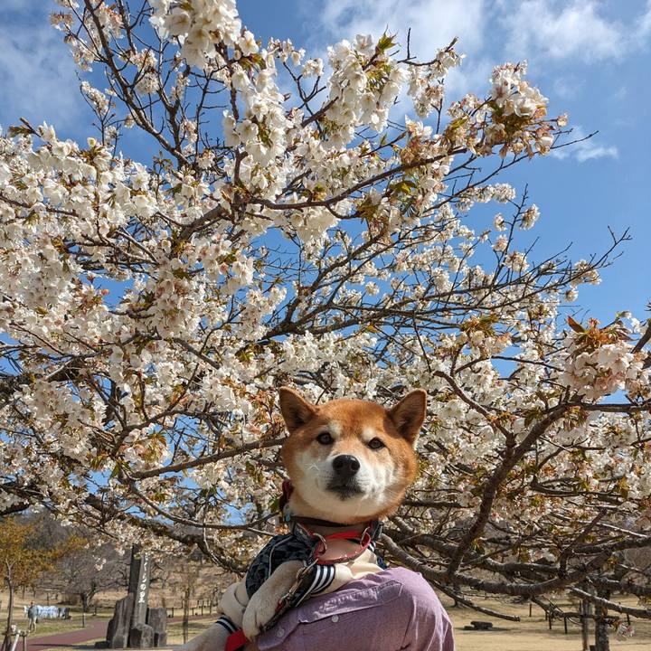 51a8b6f5 6ce0 4244 a4e6 a24e5b9768d8 1710774670832