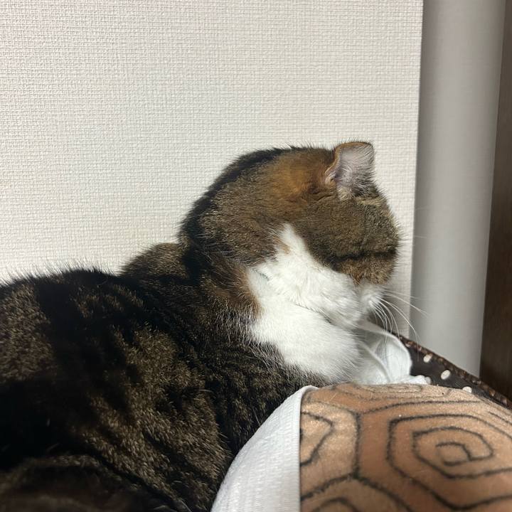 51a9d250 d13a 4a9a b826 5a77d2f07ed6 1765143658029