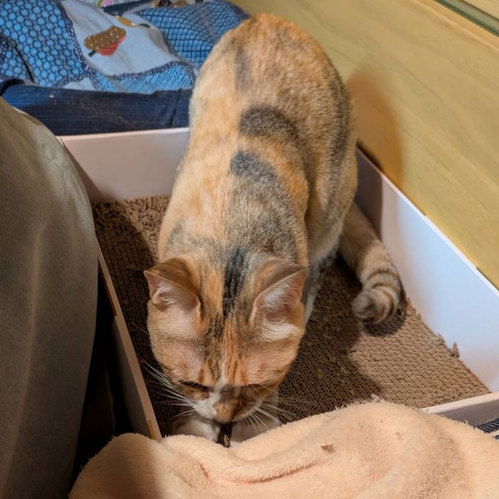 51aa3724 f8b2 44d2 a0de 82384a08544a 1764178353110