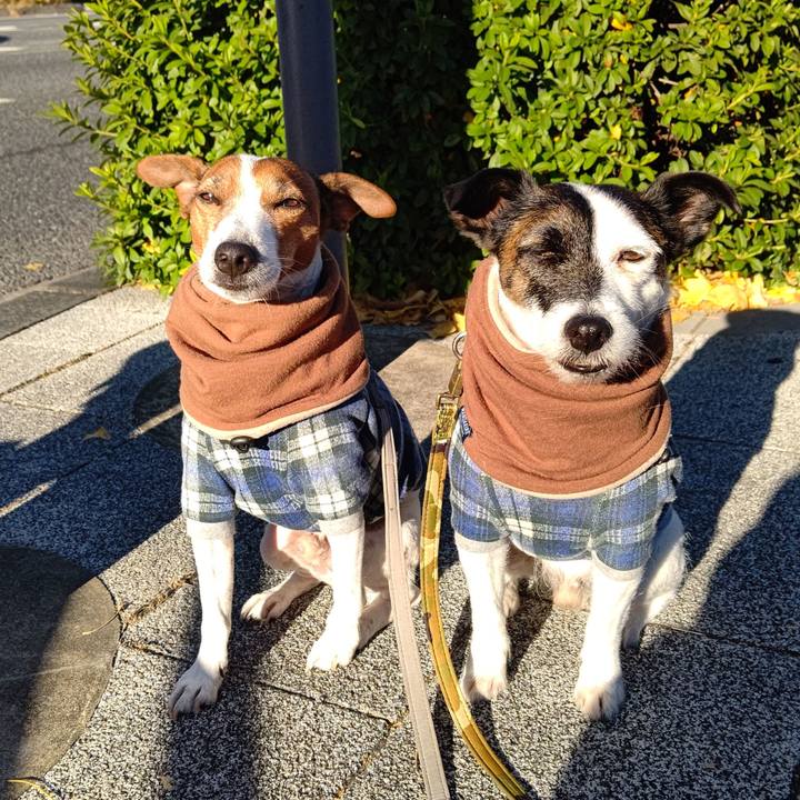 51aac6d9 1247 46bc 8add de55c5299191 1703291444742