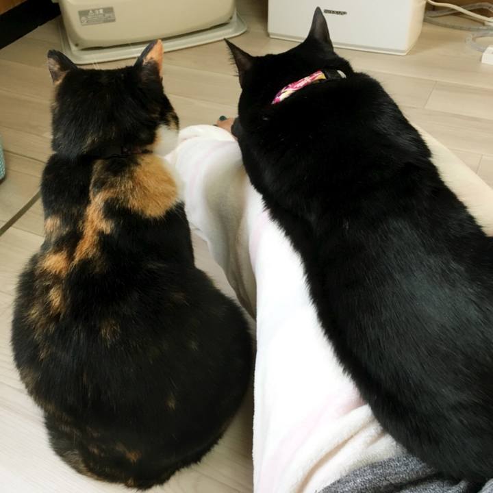 51ac5526 8c16 4fb0 9f08 6c156d115fc7 1515303037136