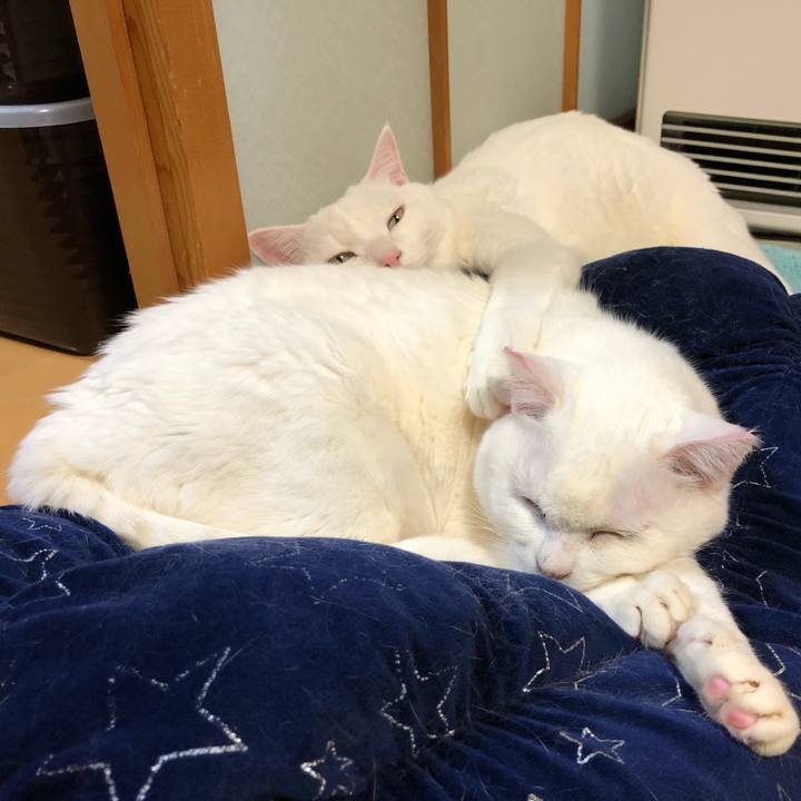 51ace684 3a80 4ed9 ad5b 9ca6ac97cd6c 1597287478051