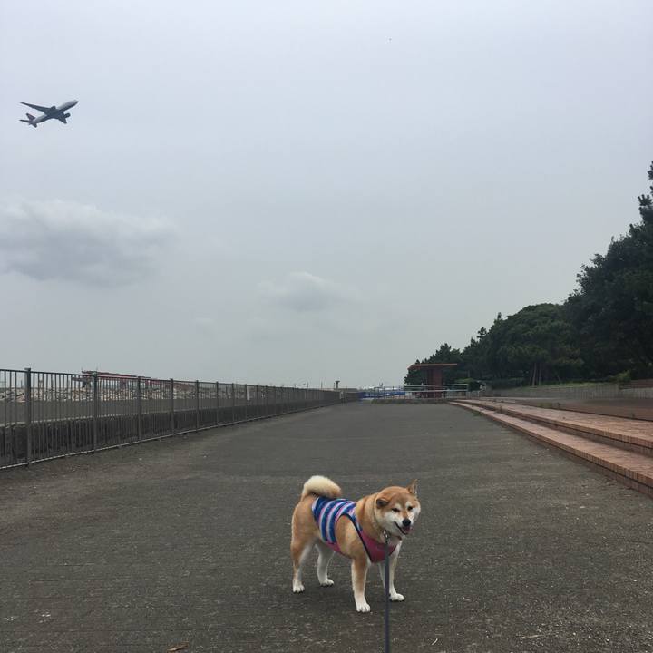 51ad4b05 7deb 42d0 90da 3b10fad0fab6 1562831682810