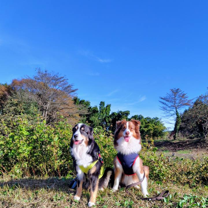 51ae9523 7133 41d7 a1d1 56842f0411a2 1762600680612