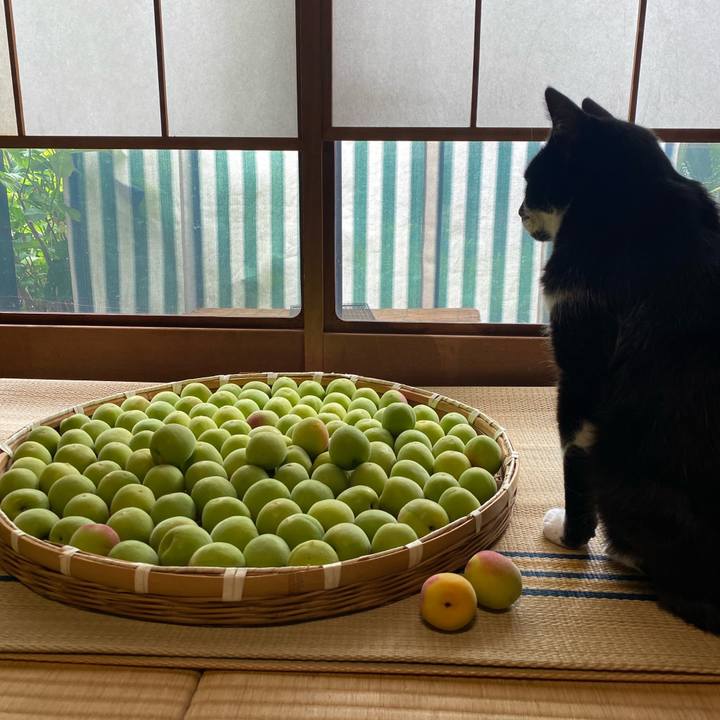 51af2d2b 44dd 4932 bef9 11498dd980dc 1718929492078