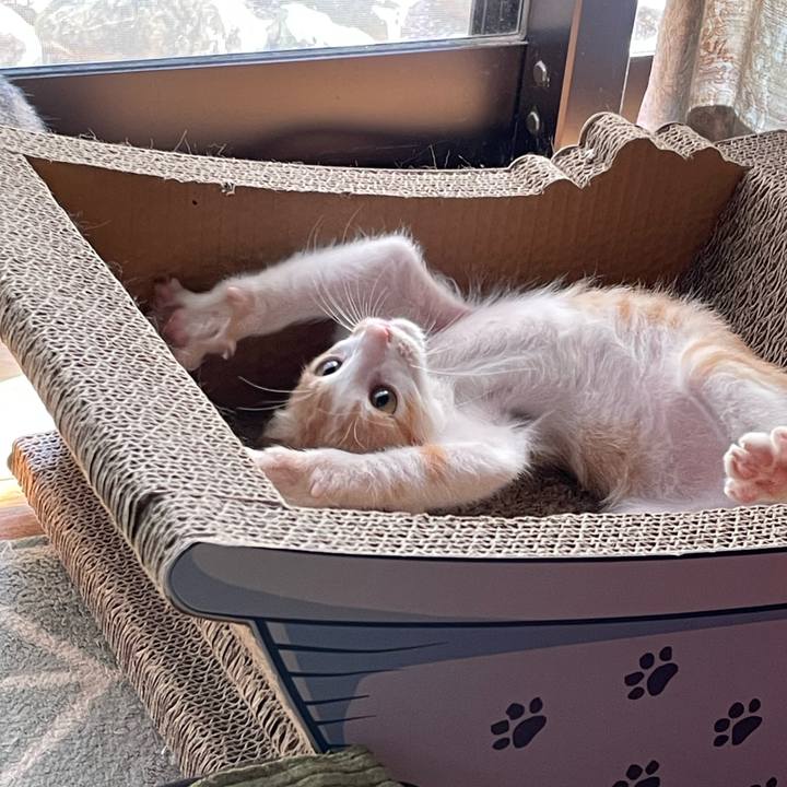 51af8fde 1a2c 4cdc 9c0c d3f410bc4511 1697178425684