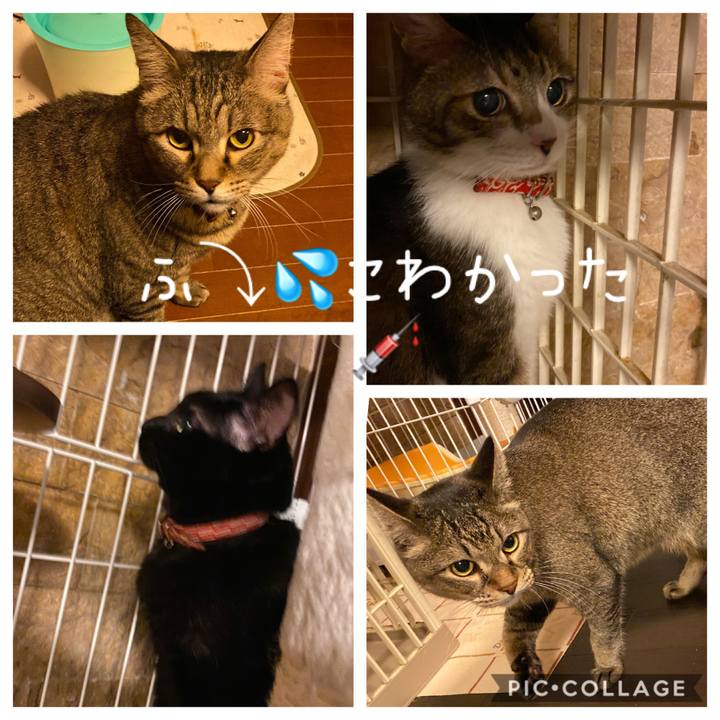 51b1d4e3 384b 498c 8cf8 c8712e3fa1b6 1574337447585