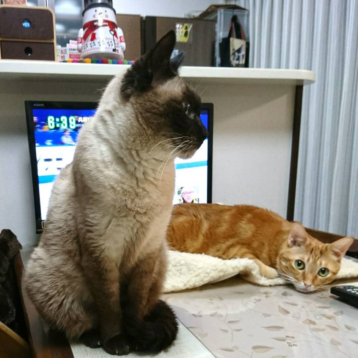 51b2597b 38c3 4108 842c 2d72f9fac858 1545688559712