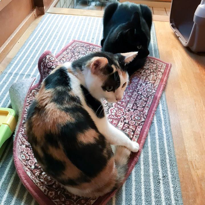 51b45045 1ccc 42e4 9bbd 613d3f4b5696 1510394377698