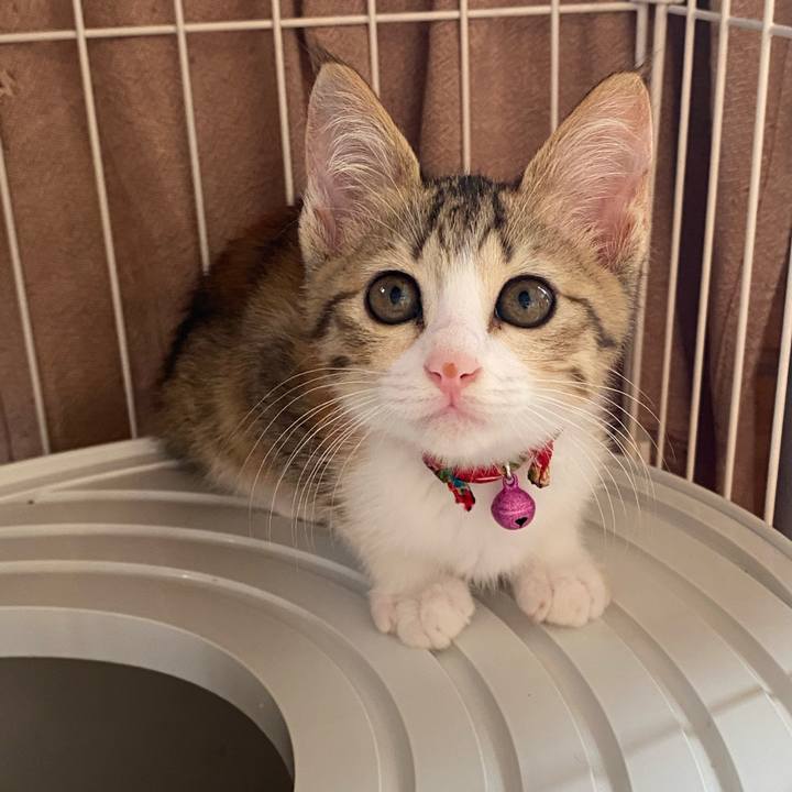 51b4f740 9adb 4cab 9227 5bd066d39910 1750579510714