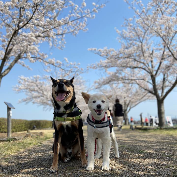 51b64768 8ee2 4a11 9c98 8d70ba9b2a0c 1680173072919