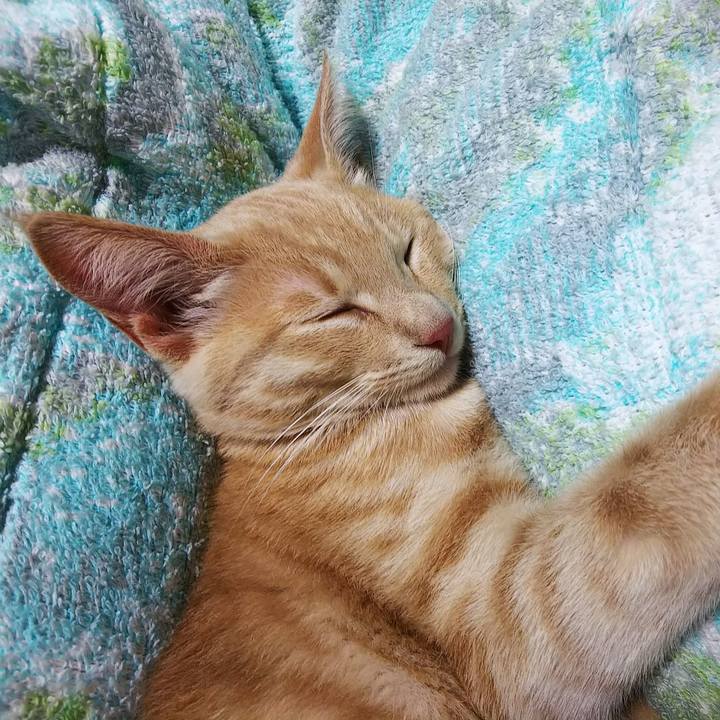 51b6f5da 7832 4c81 83b7 b4e21e741b2a 1543224382946