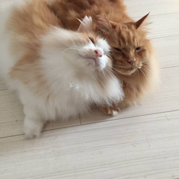 51b7ffe0 71fd 43be a3f9 cd502fe866e3 1535749480788