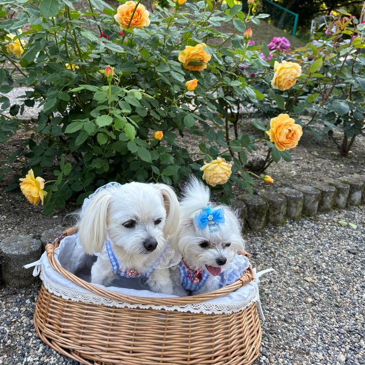 51b86a32 9d16 4453 8f0d efa1072376f1 1747225439502