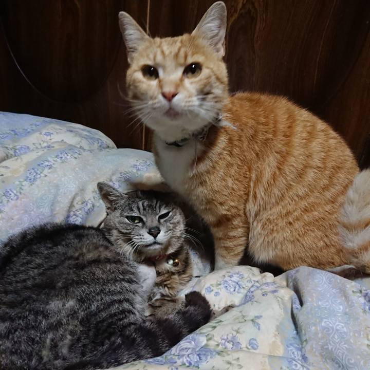 51b9a22e d745 42d4 b1c7 dcd1aabeb1fa 1589459622986