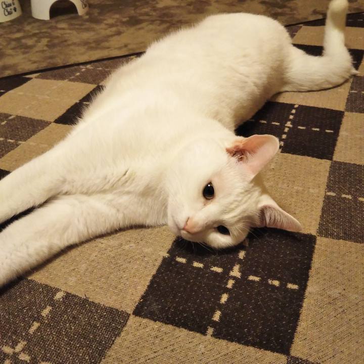 51bb74d3 c054 4e6e 8089 083c87cb1561 1554732381651