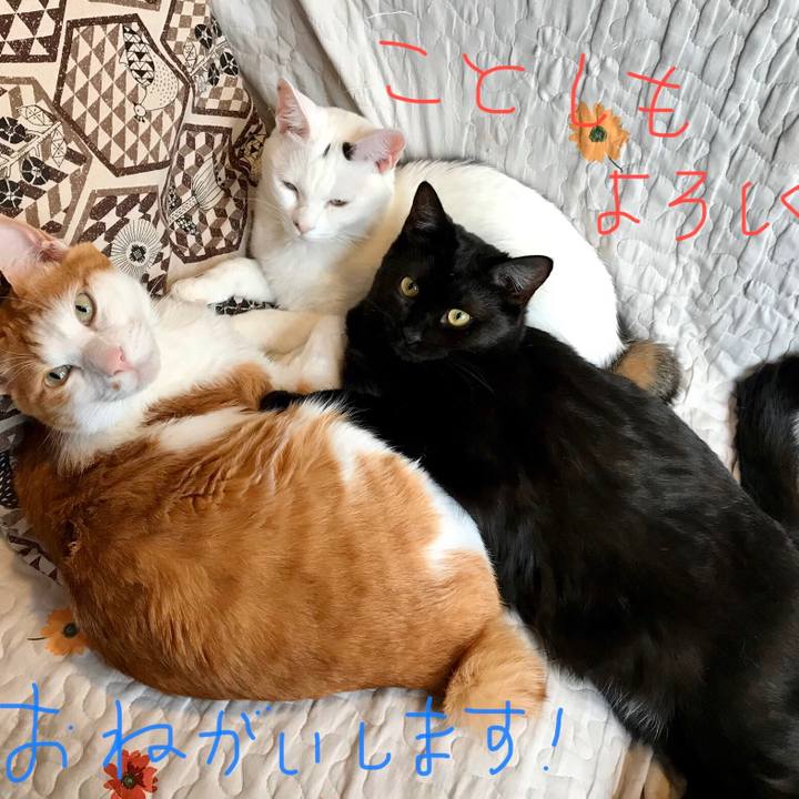 51bbbf24 6333 4eed ad5a 1946340426f2 1577806348979