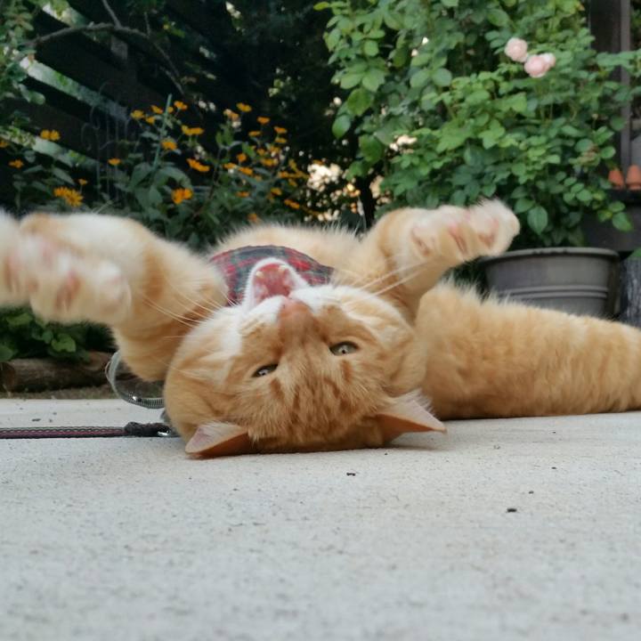 51bc6376 af2b 4a89 8427 56e842fdfe32 1533288675075