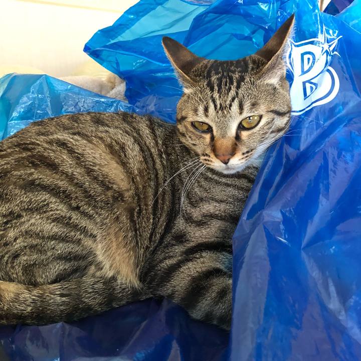 51bce91f 810e 47e6 9993 e897c277ed80 1526271663886