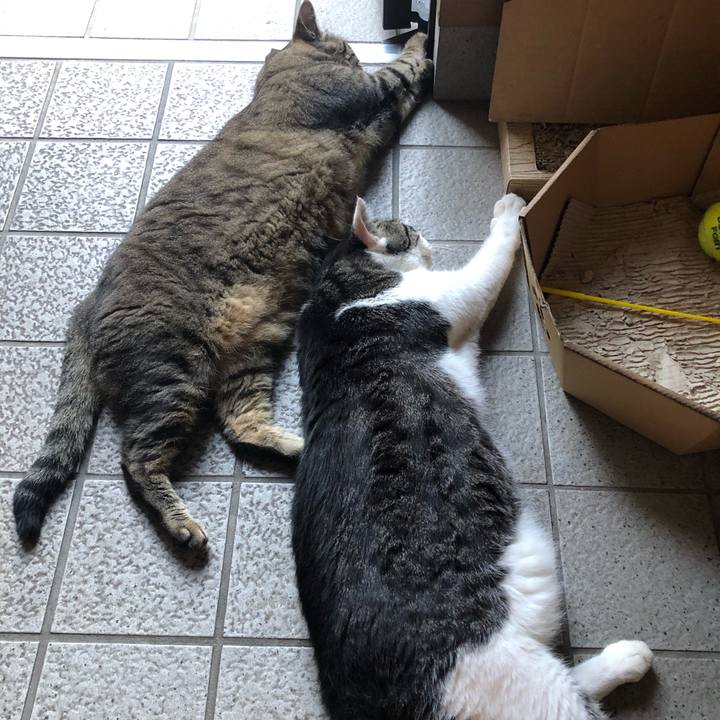 51bd8ae2 2de7 4d2e 8292 de6c82bbadd9 1597145716610