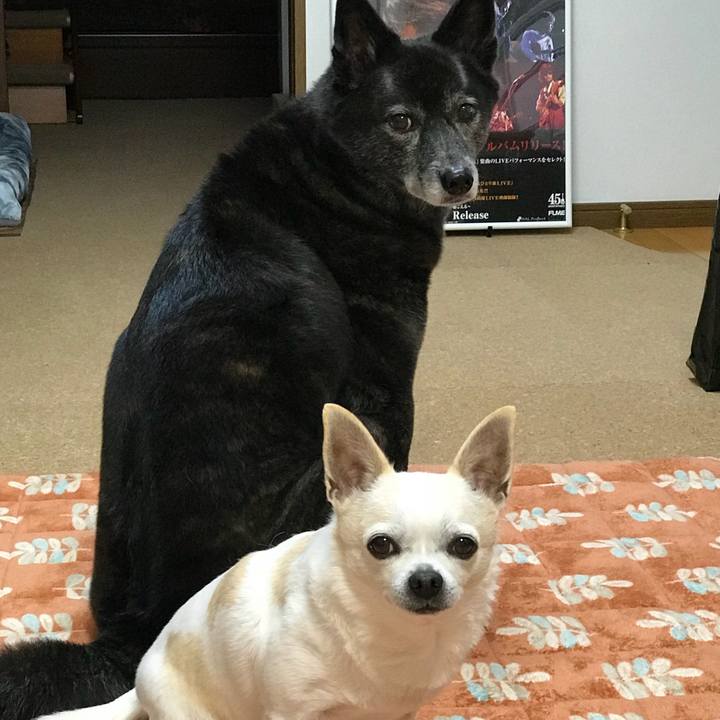 51be9c25 fc7f 417e a849 1ea80a01b73a 1511951720281