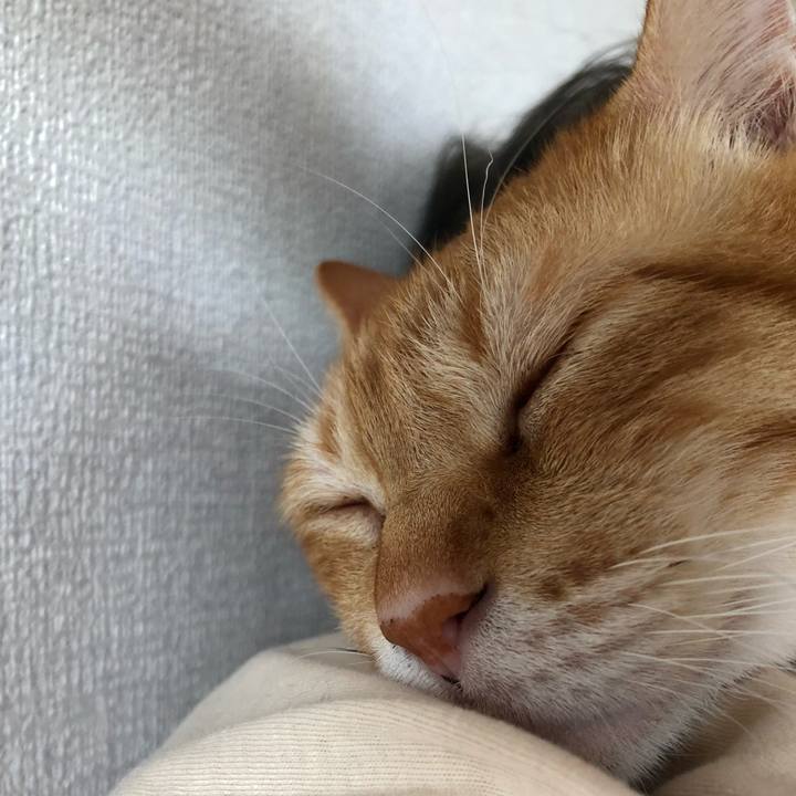 51bf1e2a 9fc2 431f afc5 b326e16bbf7a 1631929793623