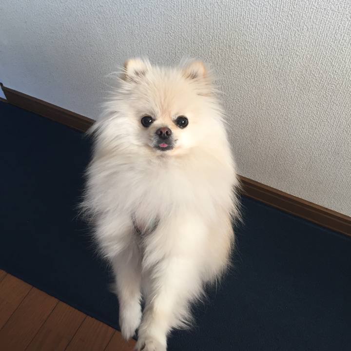 51c03a1f 90b9 47da 95b9 78e7e9982d98 1516747945592