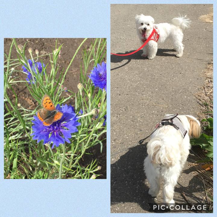 51c0a615 0d41 46aa 8bba c795d0b11c66 1556845879918