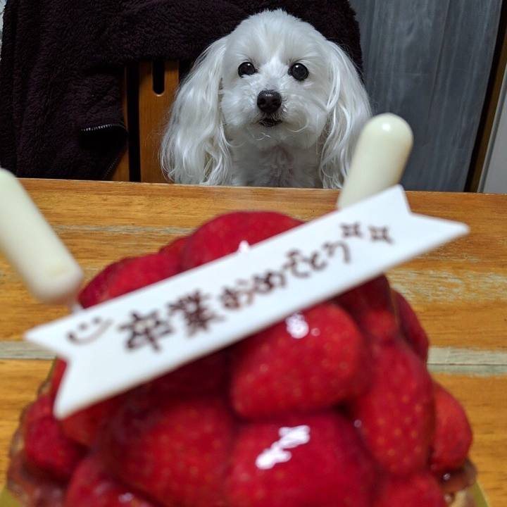 51c134ae 394b 4e26 9a83 4728bf500db4 1553260679180