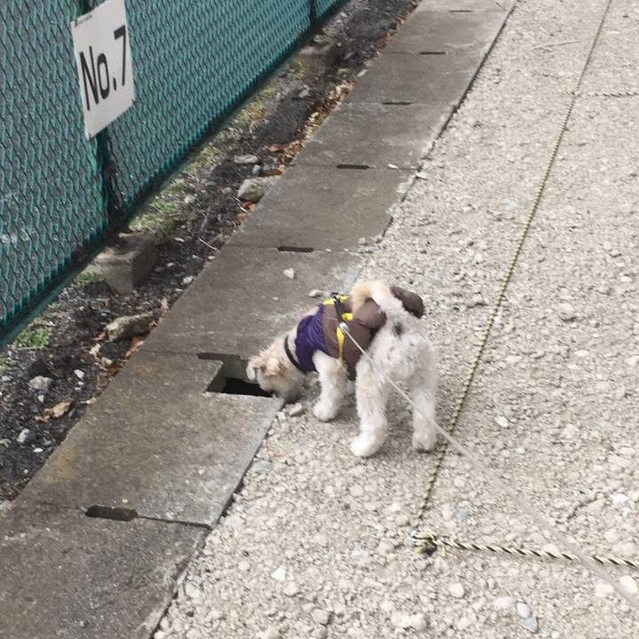 51c1e44c 64cb 4207 ab3e 9876e6fb0951 1514713612758