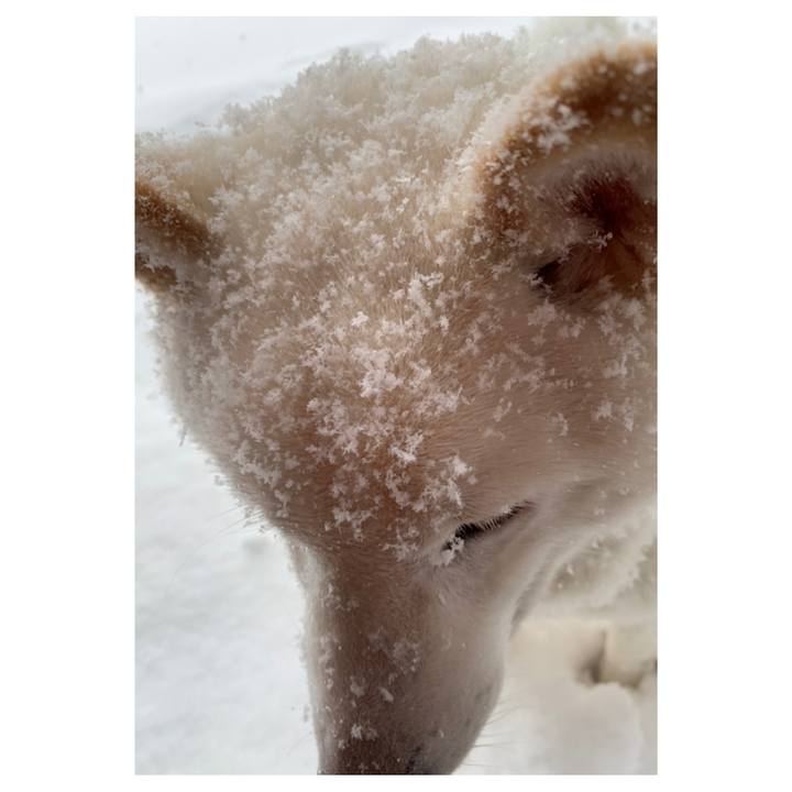 51c1f4d2 ab0e 430f 8081 12ee410357b7 1581379386937