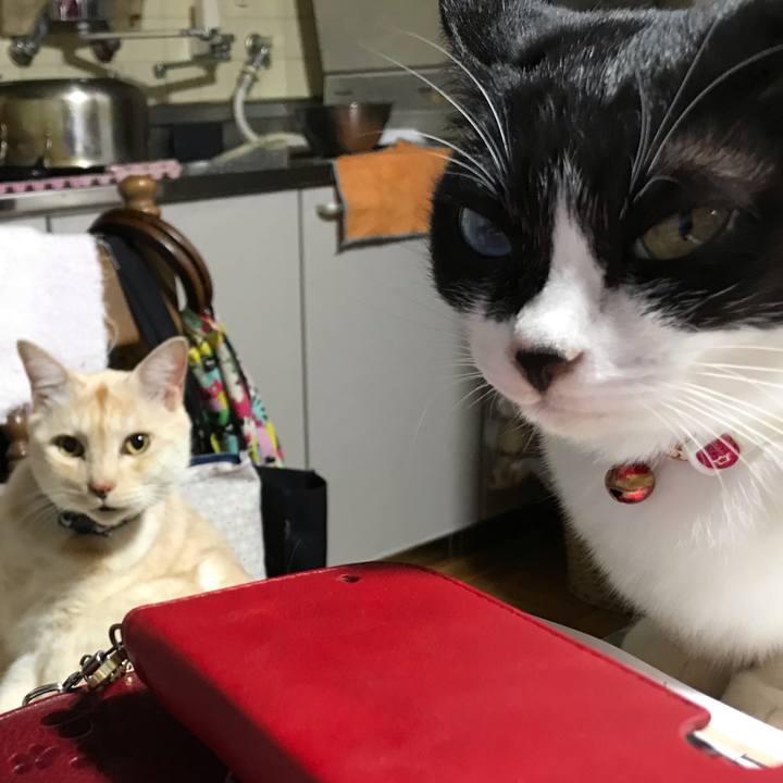 51c30185 61a8 479f 8f65 2071b10b3a09 1541408485075