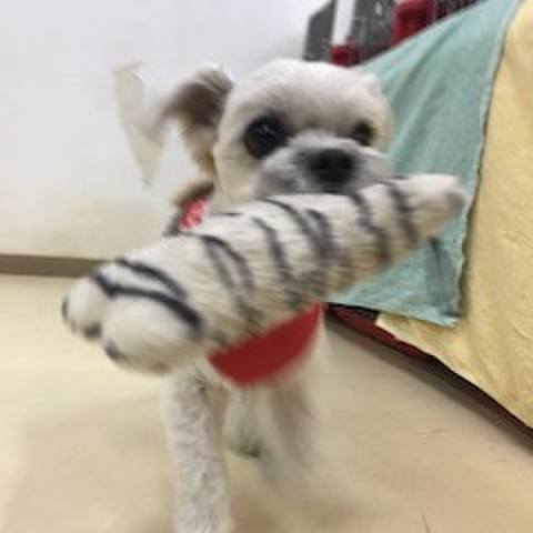 51c3d9b4 6c23 46fa ac67 e7a4f4f28a98 1513685522156