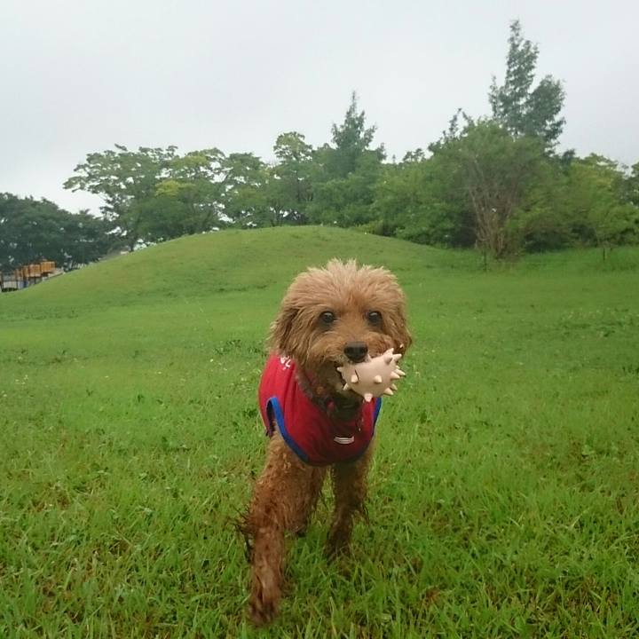 51c4b761 ed91 426e bd2e 3fe09c1c95f0 1533530500548