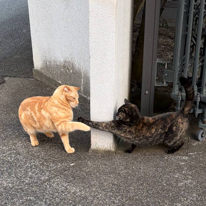 51c60a27 25c6 4664 b5a8 de6a39a906aa 1771025559589