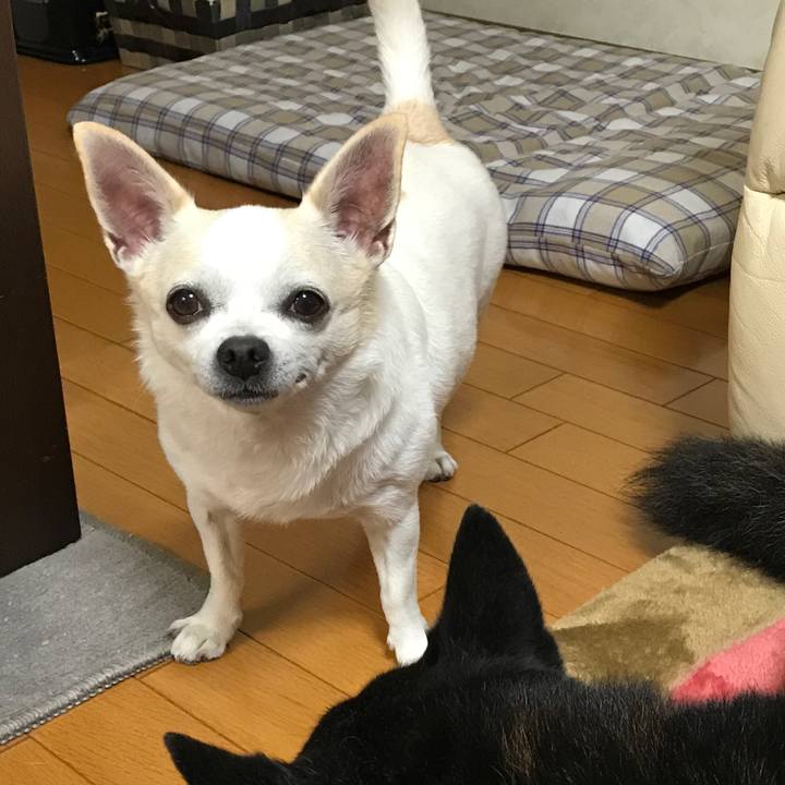 51c6df6b 9f19 46be 93e1 ee66ed18e2b9 1508927088078