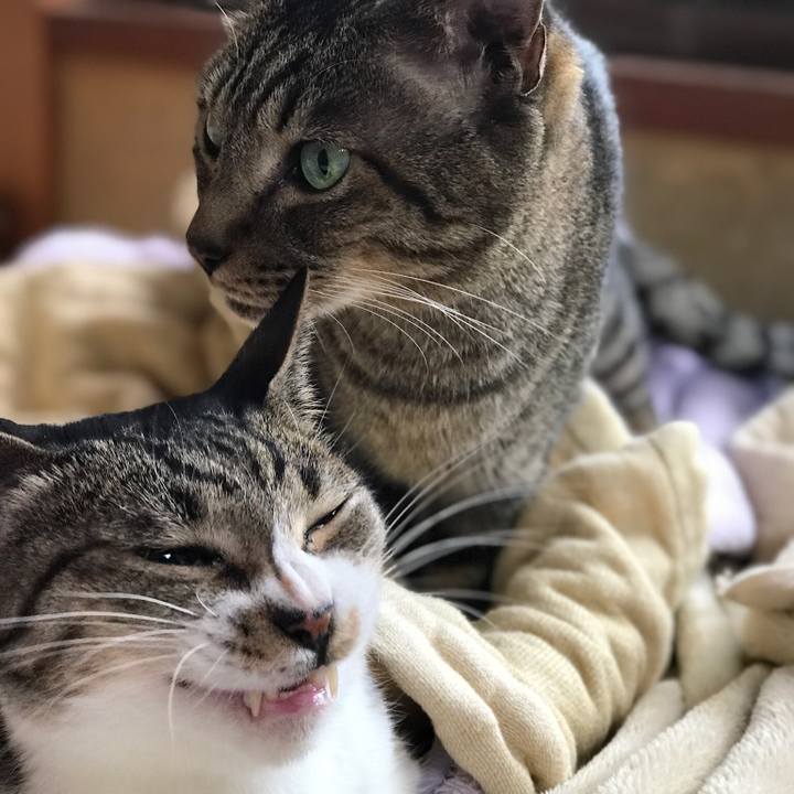 51c6e693 50f4 4f52 b04b e49ca9c6e44d 1508979505487