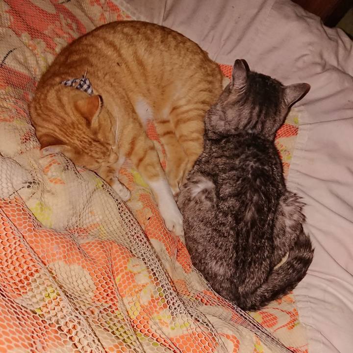 51c6fad3 2257 4276 85b7 df2ba76fd3ed 1573573813098